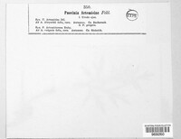 Puccinia artemisiae image